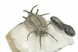 Huge, Spiny Ceratarges Trilobite With Austerops - Zireg, Morocco #255451-6